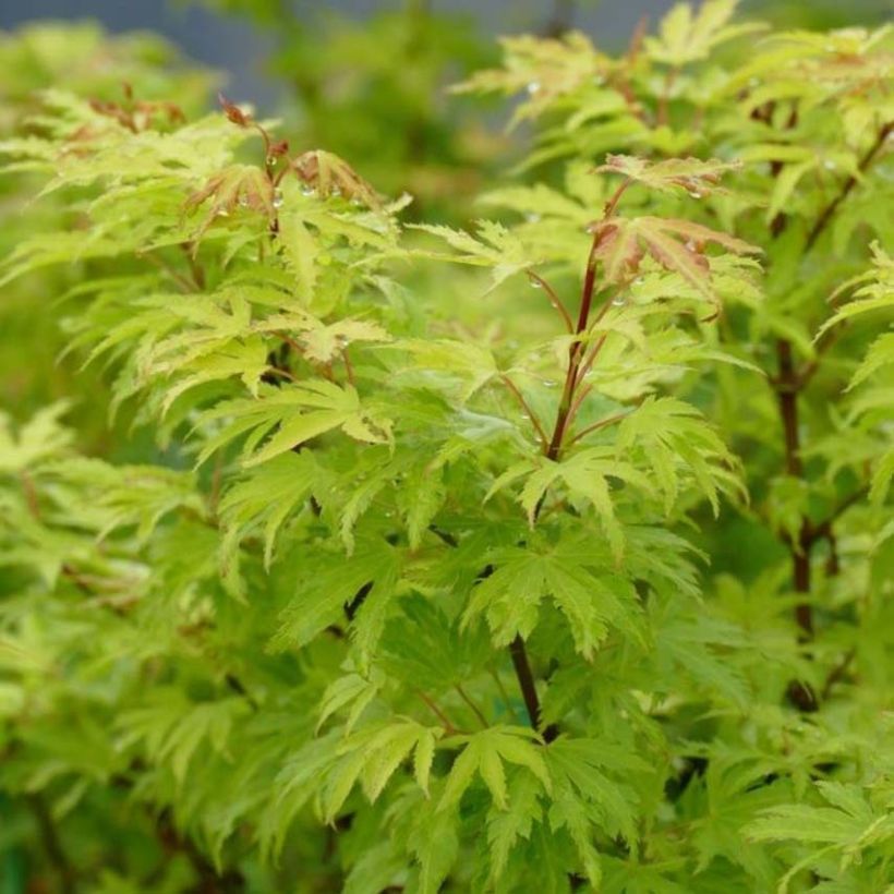Acer palmatum Anne Irene - Japanse esdoorn (Blad)