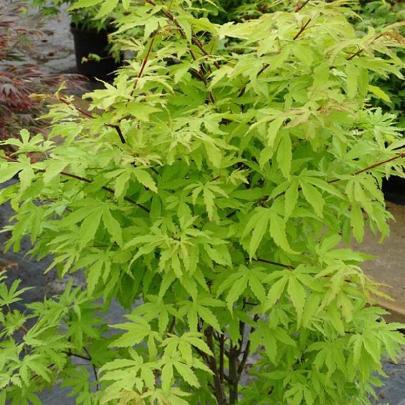 Acer palmatum Anne Irene - Japanse esdoorn (Groeiplaats)
