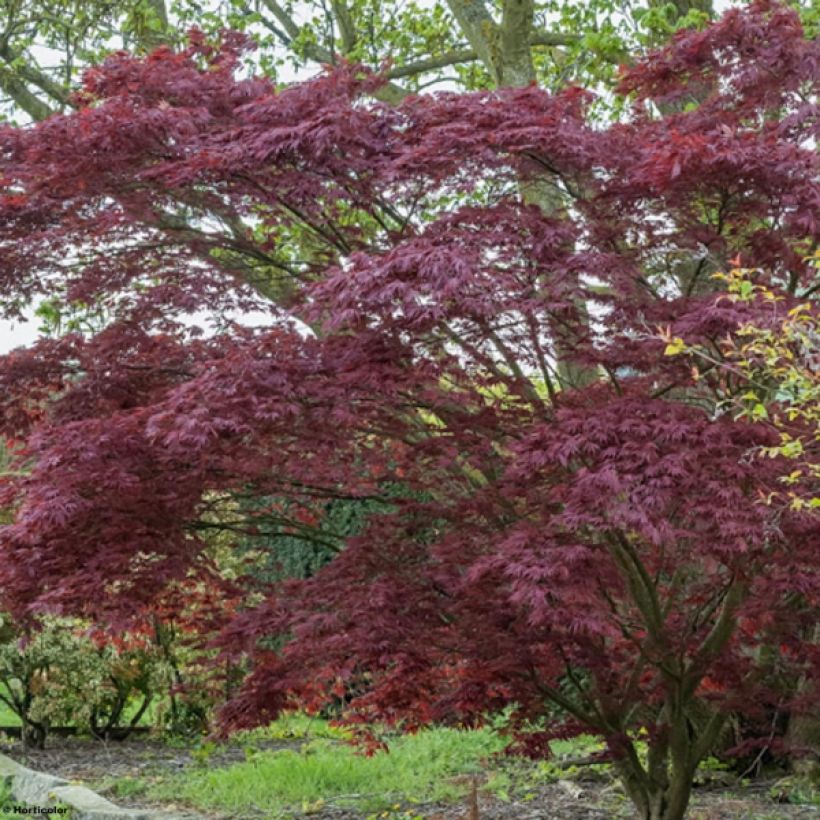 Acer palmatum Atropurpureum - Japanse esdoorn (Groeiplaats)