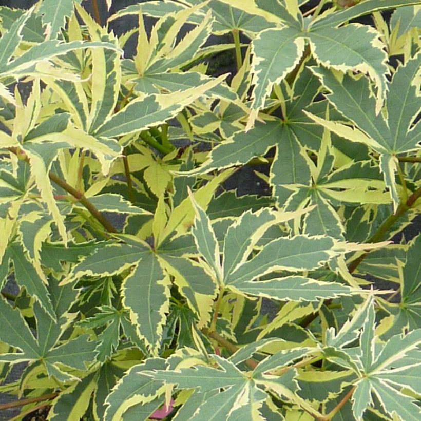Acer palmatum Beni Shichihenge - Japanse esdoorn (Blad)