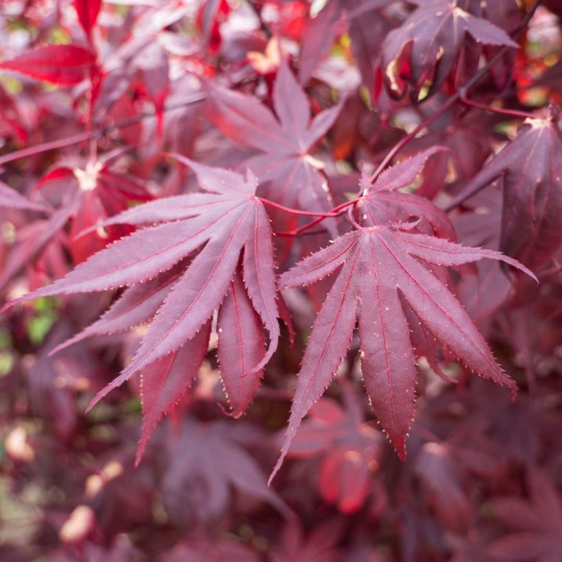 Acer palmatum Bloodgood - Japanse esdoorn (Blad)