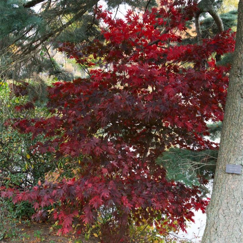 Acer palmatum Bloodgood - Japanse esdoorn (Groeiplaats)