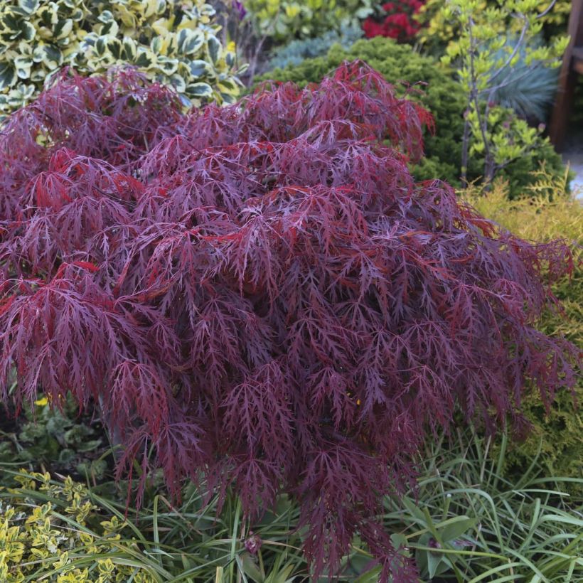 Acer palmatum var. dissectum Crimson Queen - Japanse esdoorn (Blad)