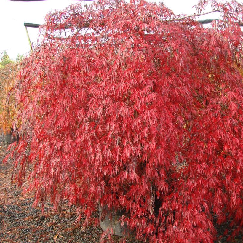 Acer palmatum var. dissectum Crimson Queen - Japanse esdoorn (Groeiplaats)
