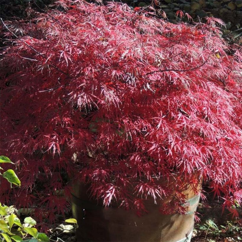 Acer palmatum var. dissectum Firecracker - Japanse esdoorn (Blad)