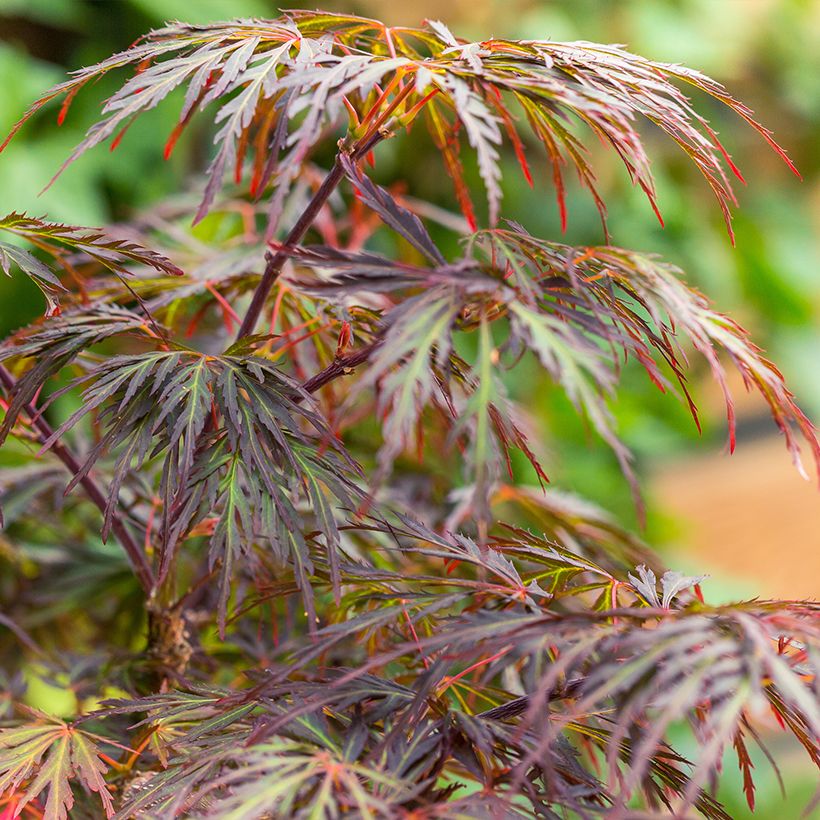 Acer palmatum Dissectum Ornatum - Japanse esdoorn (Blad)
