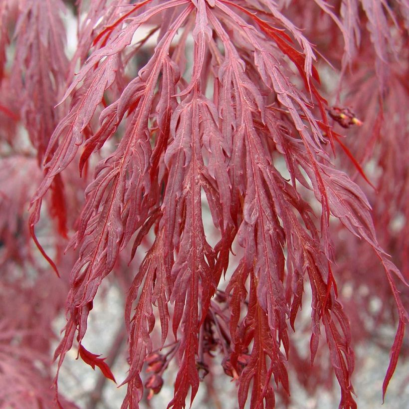 Acer palmatum Dissectum Tamukeyama - Japanse esdoorn (Blad)