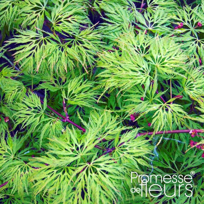 Acer palmatum Emerald Lace - Japanse esdoorn (Foliage)