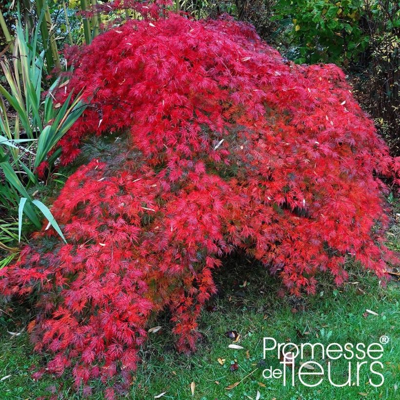 Acer palmatum Emerald Lace - Japanse esdoorn (Plant habit)