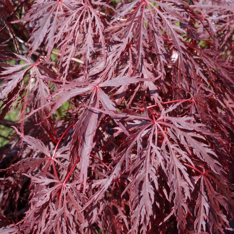 Acer palmatum Inaba-Shidare - Japanse esdoorn (Foliage)