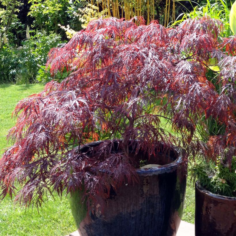 Acer palmatum Inaba-Shidare - Japanse esdoorn (Plant habit)
