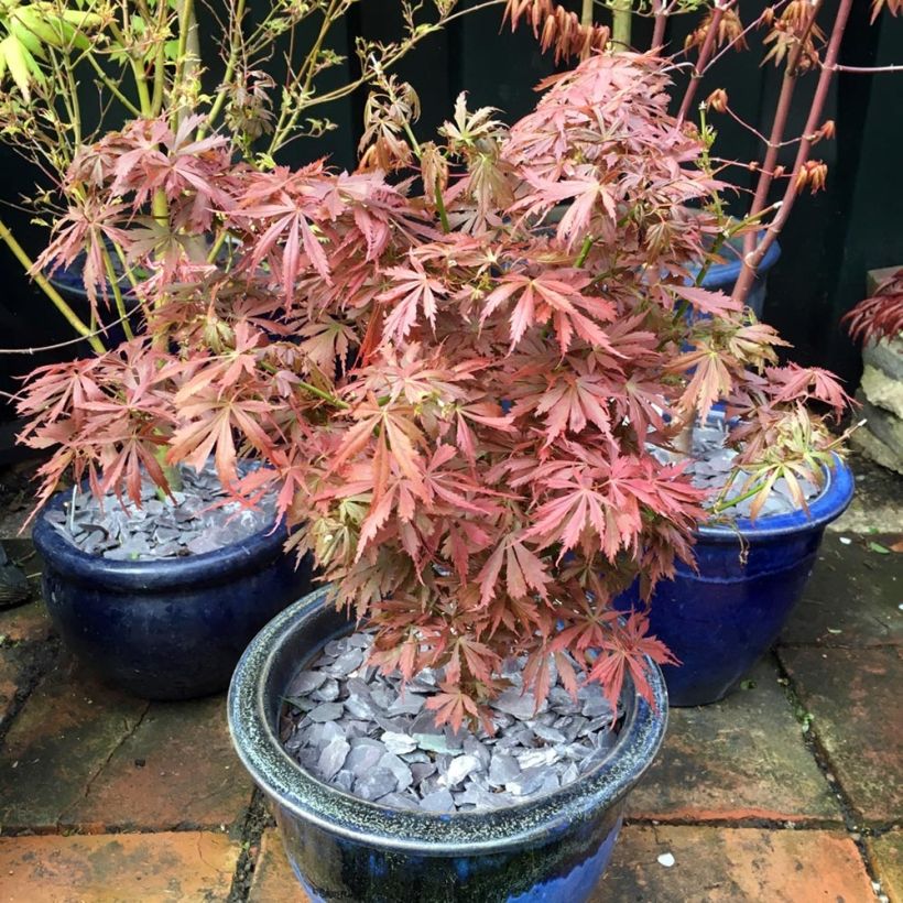 Acer palmatum Jerre Schwartz - Japanse esdoorn (Groeiplaats)
