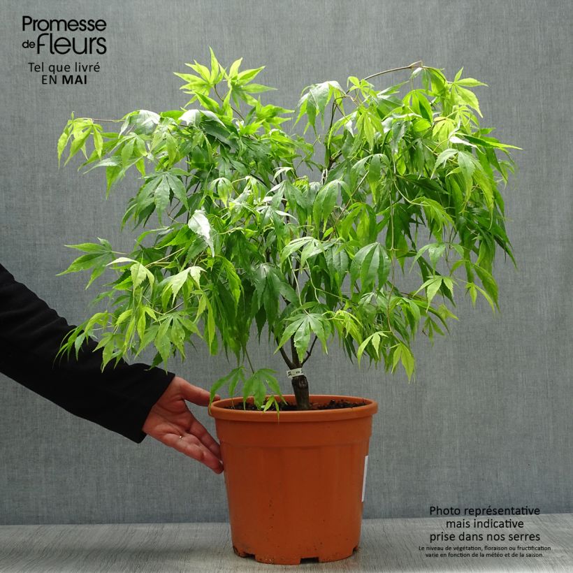 Exemplaar van Acer palmatum Koto-No-Ito - Japanse esdoorn Pot van 6 l/7 l zoals geleverd in de lente