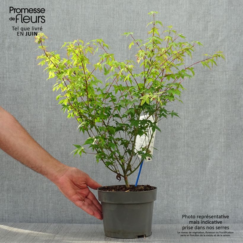 Exemplaar van Acer palmatum Little Princess - Japanse esdoorn Pot van 2 l/3 l zoals geleverd in de zomer