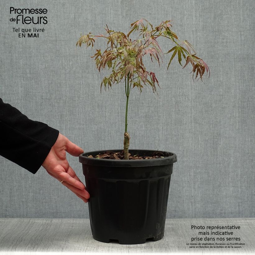 Example of Acer palmatum Manyo-No-Sato - Japanse esdoorn Pot van 4 l/5 l as you get in printemps
