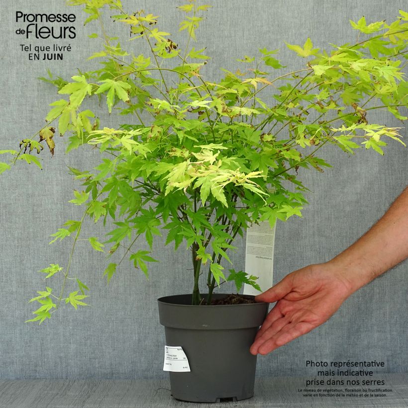 Exemplaar van Acer palmatum Orange Dream - Japanse esdoorn Pot van 3 l/4 l zoals geleverd in de zomer