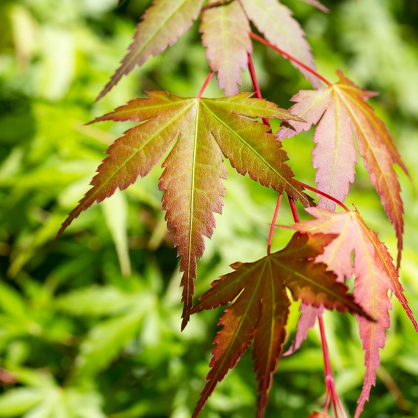 Acer palmatum Orange Dream - Japanse esdoorn (Blad)