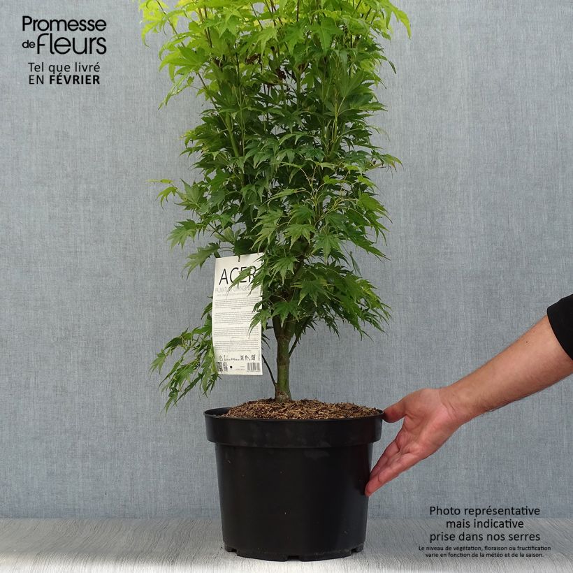 Exemplaar van Acer palmatum Orange Dream - Japanse esdoorn Pot van 7,5 l/10 l zoals geleverd in de herfst