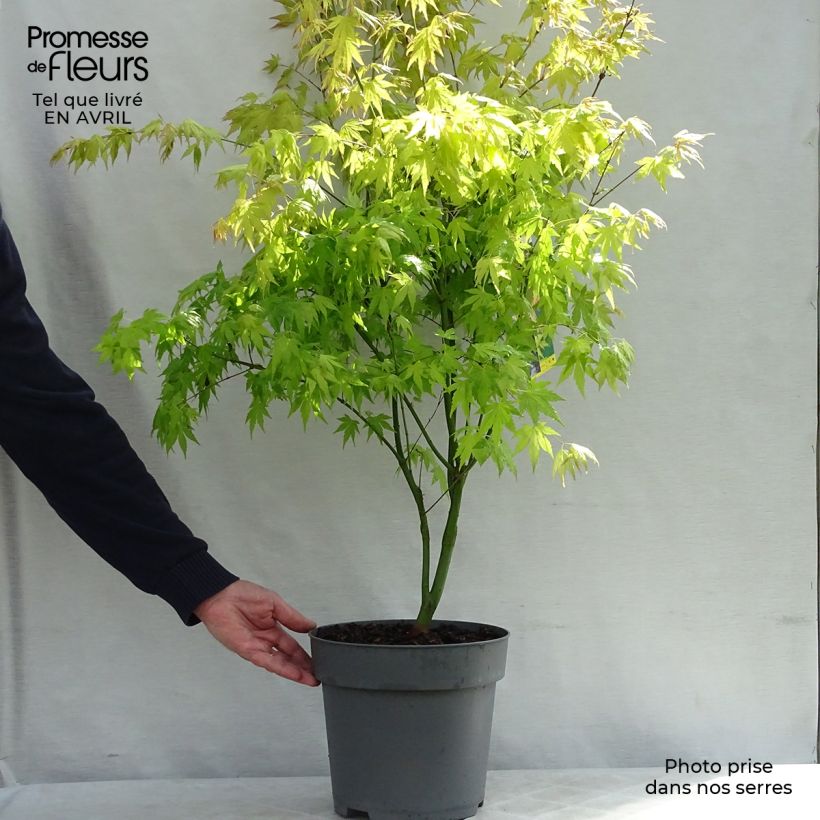 Exemplaar van Acer palmatum Orange Dream - Japanse esdoorn Pot van 7,5 l/10 l zoals geleverd in de lente