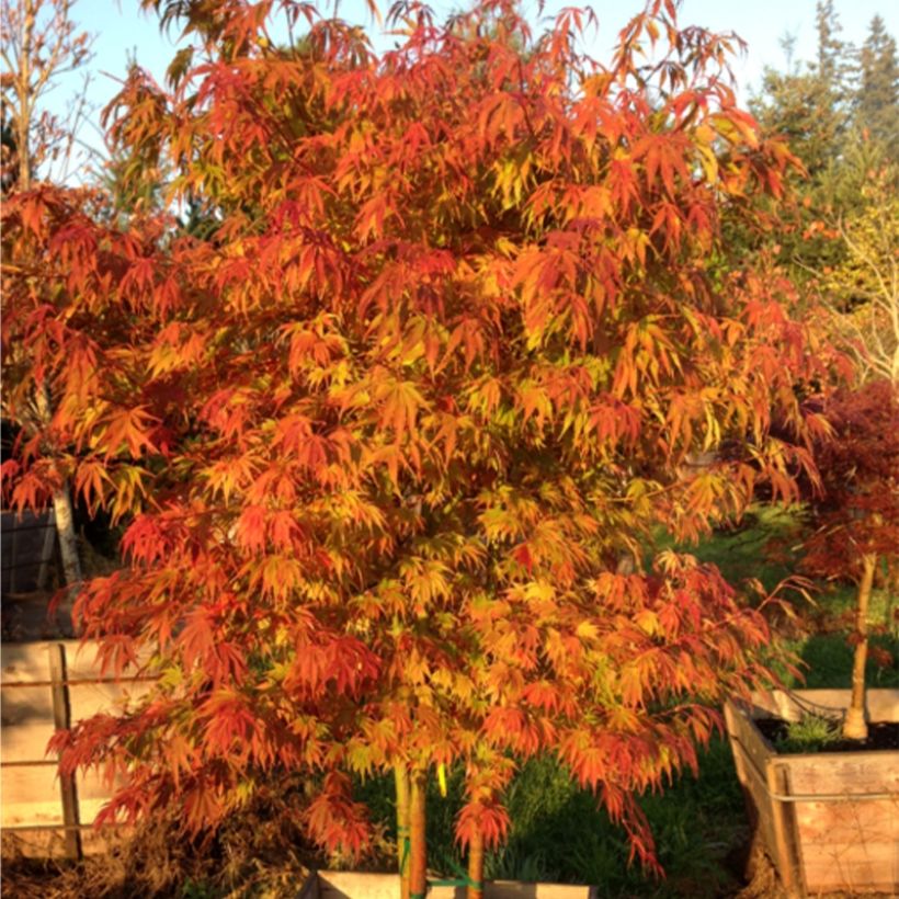 Acer palmatum Orange Flame - Japanse esdoorn (Groeiplaats)