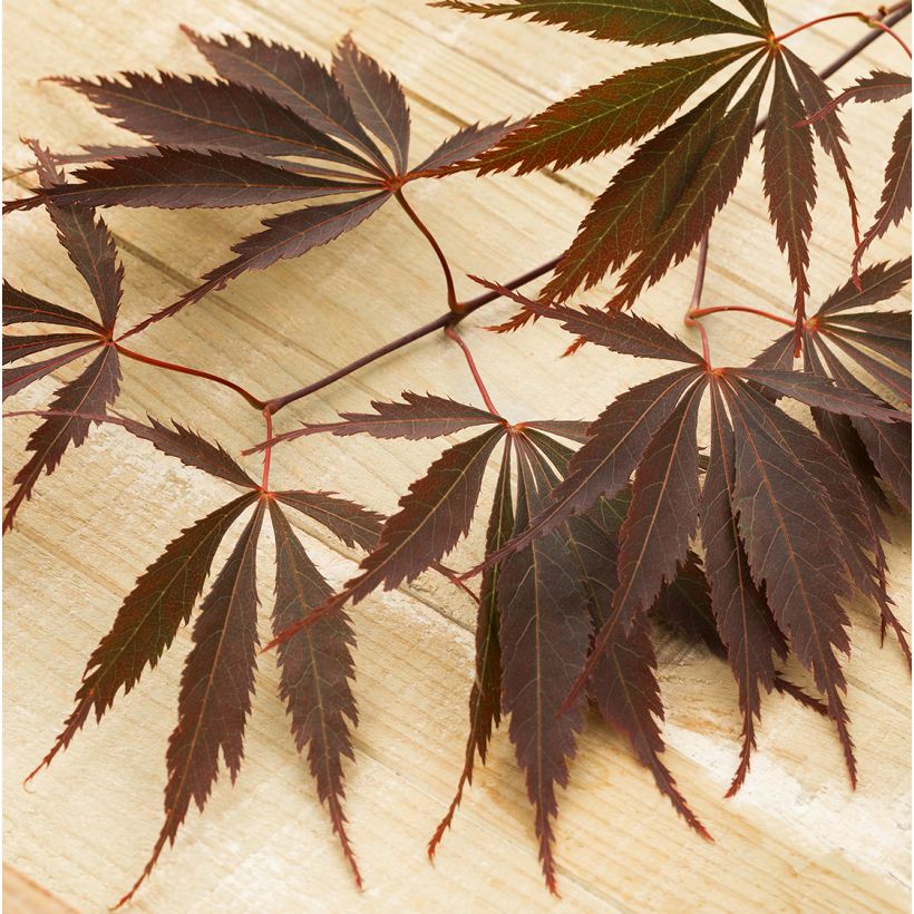 Acer palmatum Peve Dave - Japanse esdoorn (Foliage)