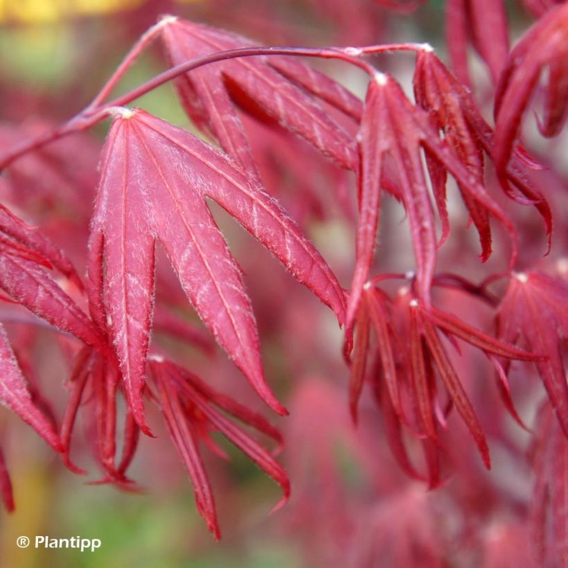 Acer palmatum Pevé Starfish - Japanse esdoorn (Foliage)