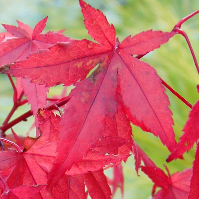 Acer palmatum Redwine - Japanse esdoorn (Blad)