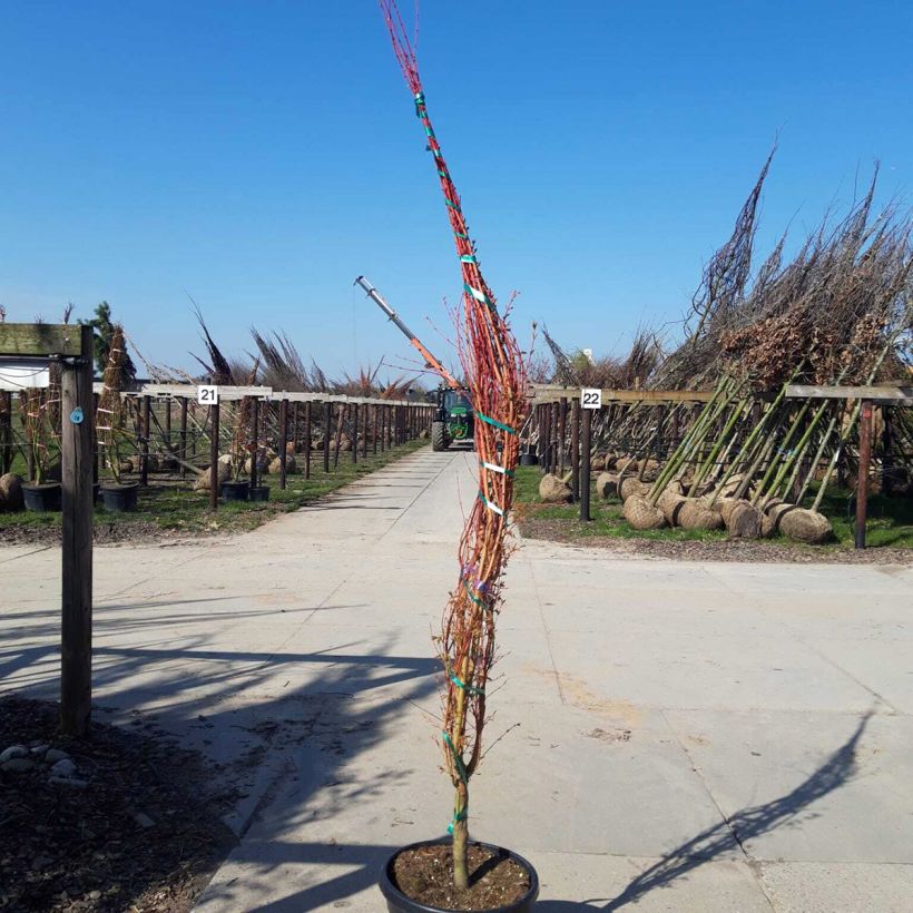 Exemplaar van Acer palmatum Sangokaku Senkaki - Japanse esdoorn Pot van 50 l/55 l, Struikvormige boom zoals geleverd in de lente