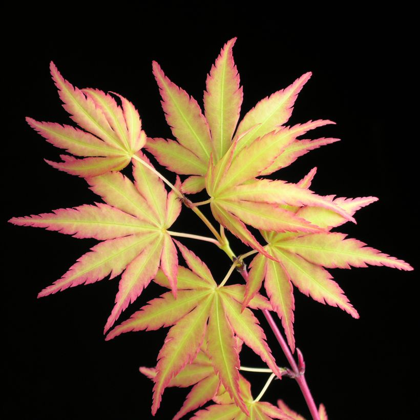 Acer palmatum Sangokaku Senkaki - Japanse esdoorn (Blad)