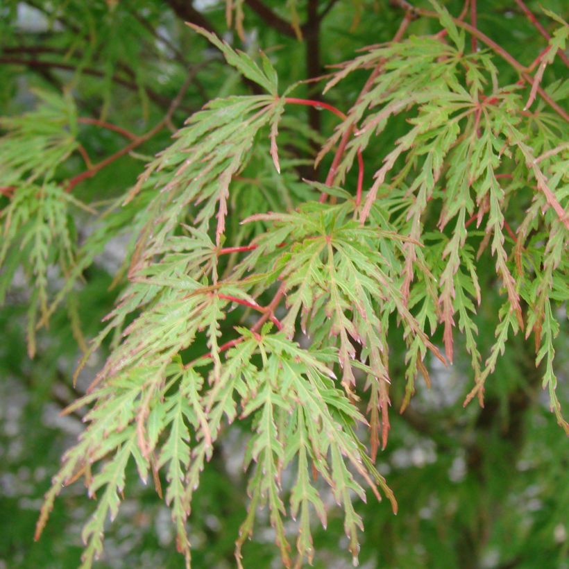 Acer palmatum Seiryu - Japanse esdoorn (Blad)