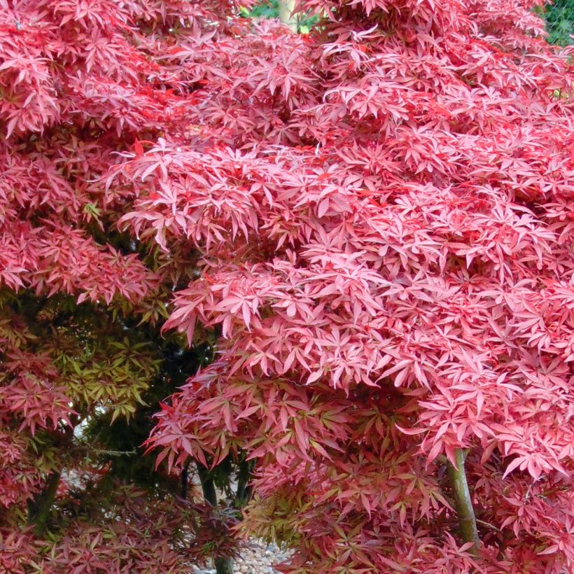 Acer palmatum Shaina - Japanse esdoorn (Blad)