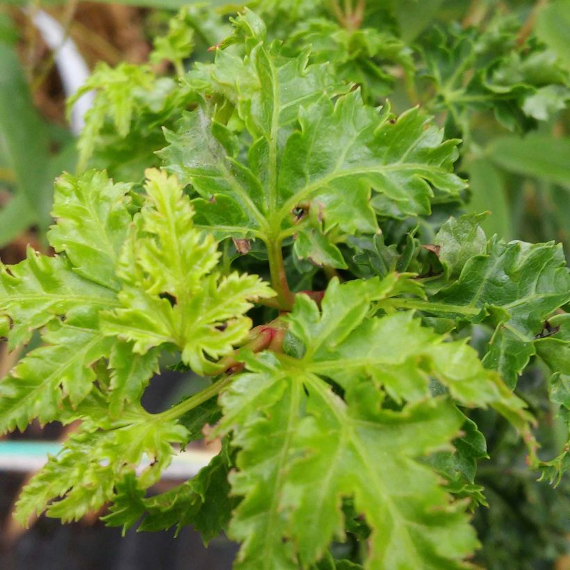 Acer palmatum Shishigashira - Japanse esdoorn (Foliage)
