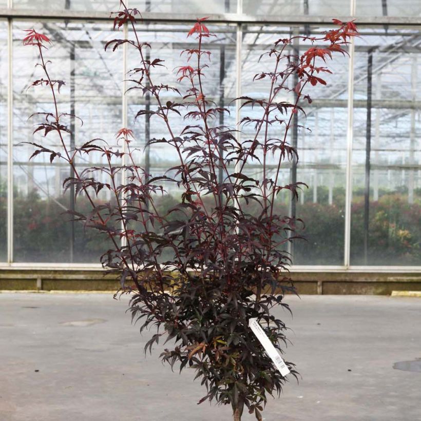 Acer palmatum Skeeters Broom - Japanse esdoorn (Groeiplaats)