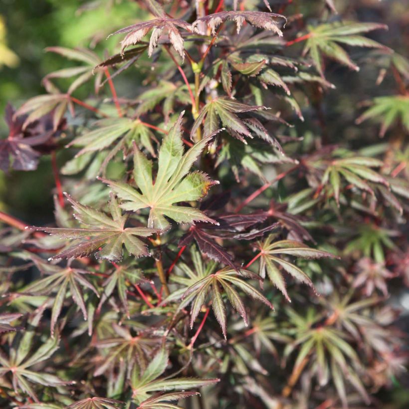 Acer palmatum Trompenburg - Japanse esdoorn (Foliage)