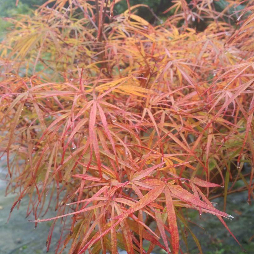 Acer palmatum var. linearilobum Villa taranto - Japanse esdoorn (Foliage)