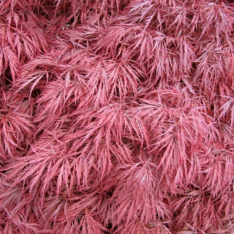 Acer palmatum Dissectum Atropurpureum - Japanse esdoorn (Blad)