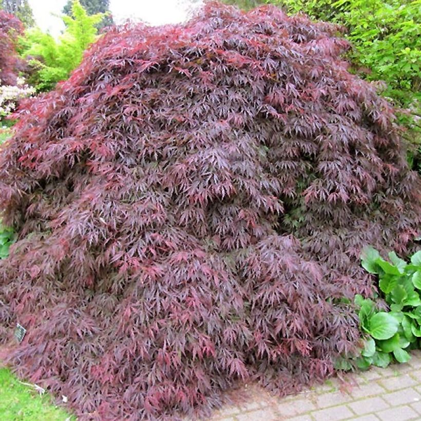 Acer palmatum Dissectum Atropurpureum - Japanse esdoorn (Groeiplaats)