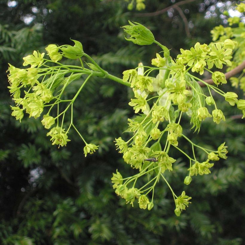 Acer platanoides - Noordse esdoorn (Bloei)