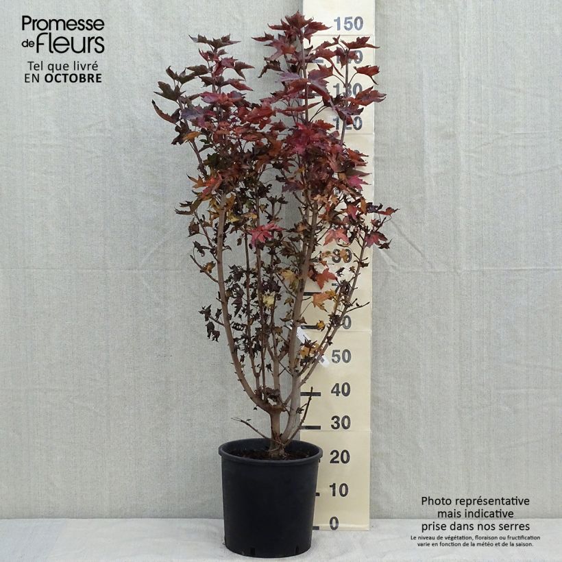 Exemplaar van Acer platanoides Crimson Sentry - Noorse esdoorn Pot van 12 l/15 l zoals geleverd in de herfst