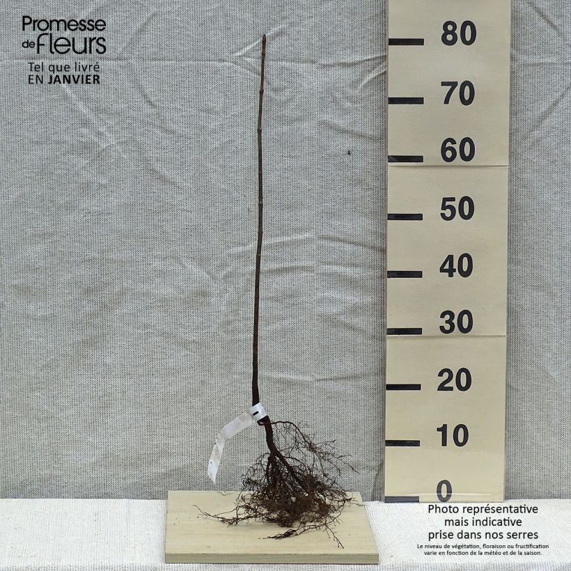 Exemplaar van Acer platanoides - Noordse esdoorn Naakte wortel zoals geleverd in de winter