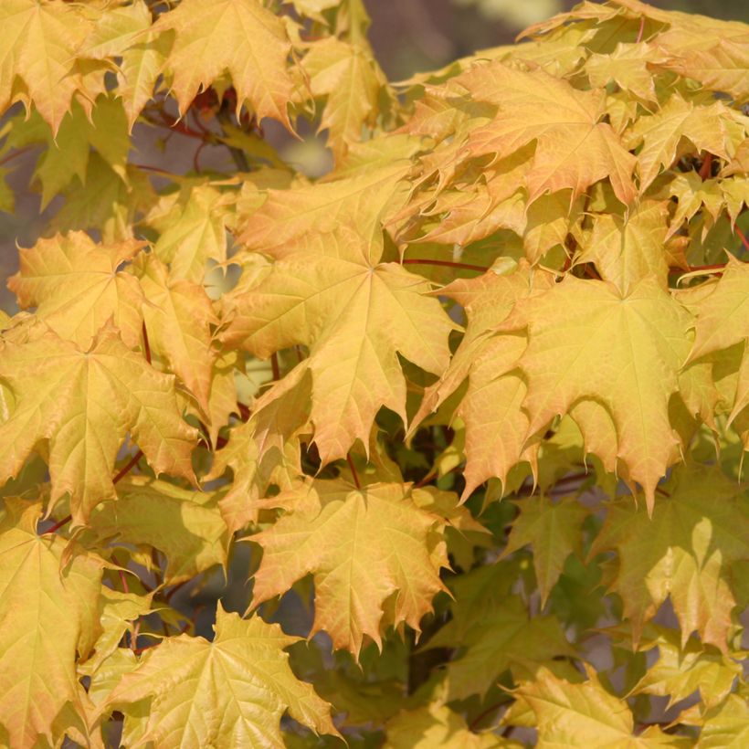 Acer platanoides Golden Globe - Noorse esdoorn (Blad)