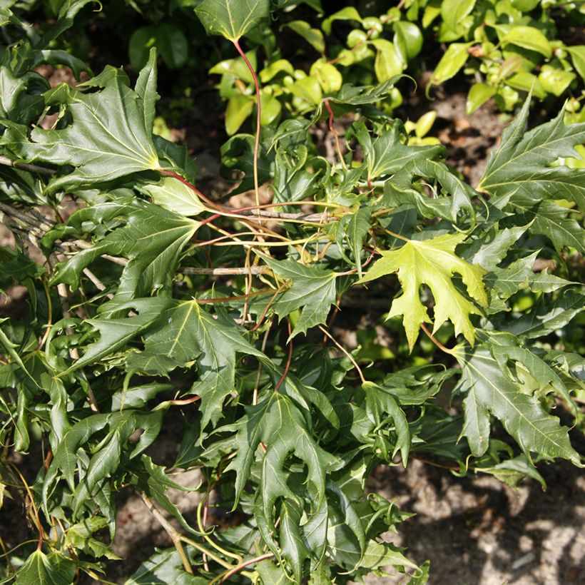 Acer platanoides Laciniatum - Noorse esdoorn (Blad)