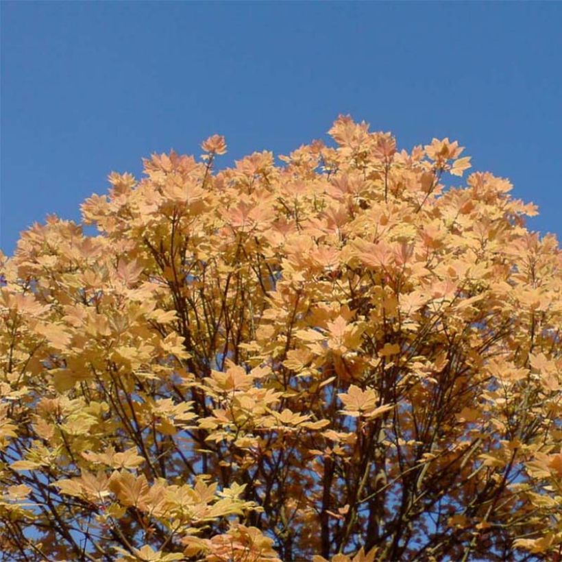 Acer pseudoplatanus Brilliantissimum - Bonte bolesdoorn (Groeiplaats)