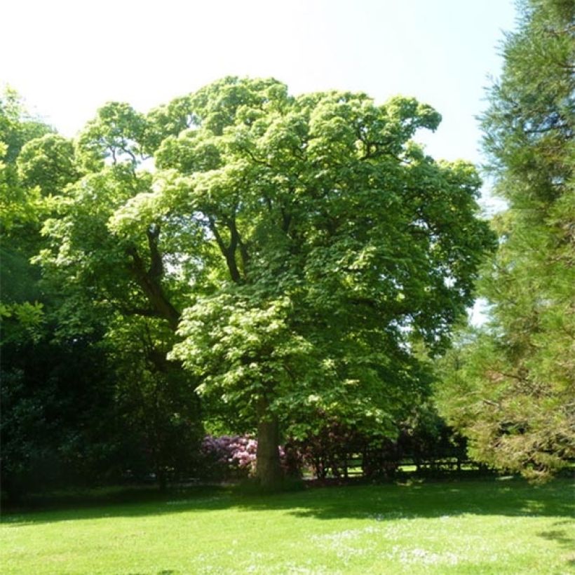 Acer pseudoplatanus Leopoldii - Bonte esdoorn (Groeiplaats)