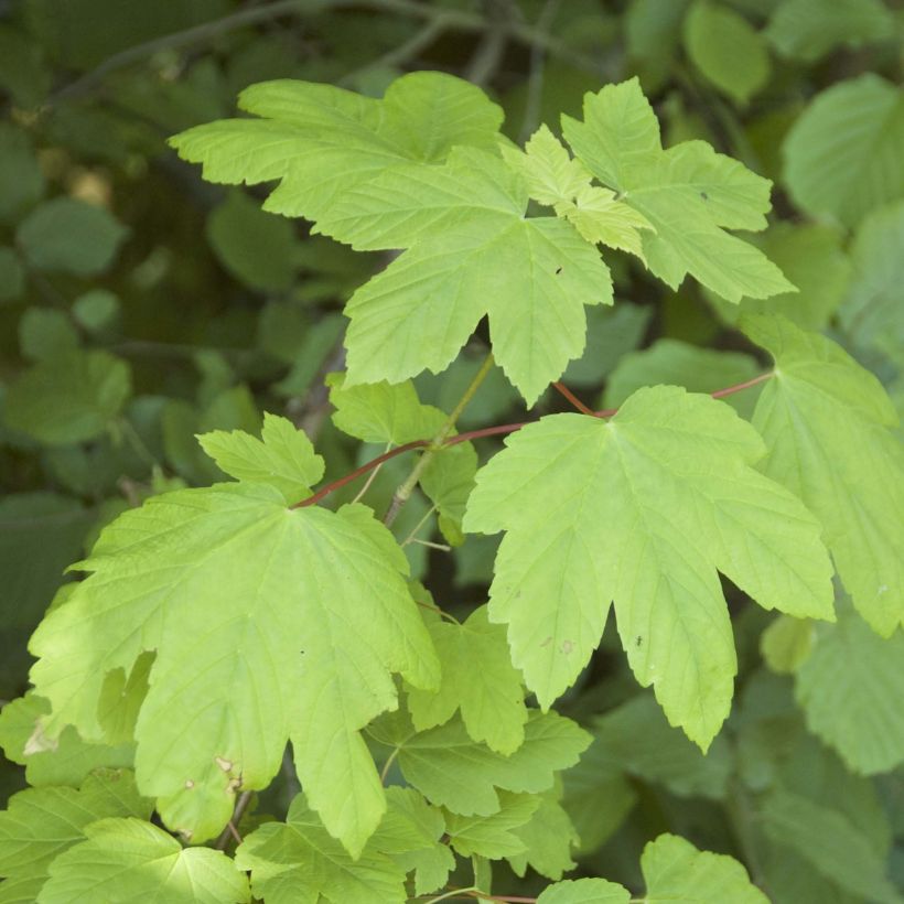 Acer pseudoplatanus - Gewone esdoorn (Blad)