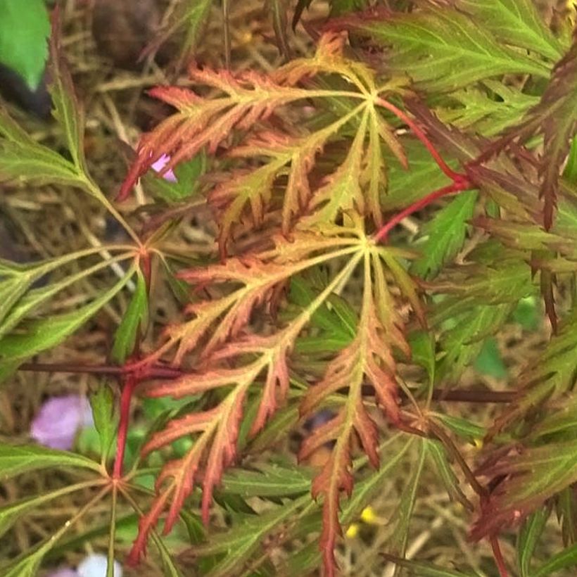 Acer x pseudosieboldianum Ice Dragon IslID - Japanse esdoorn (Foliage)