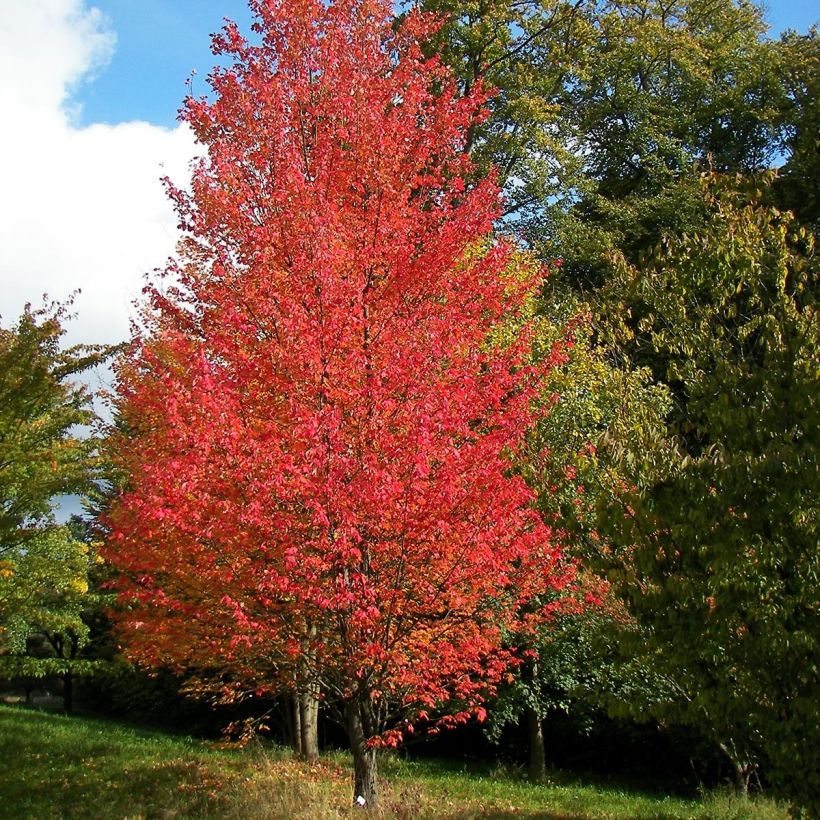 Acer rubrum Armstrong - Freemans esdoorn (Groeiplaats)