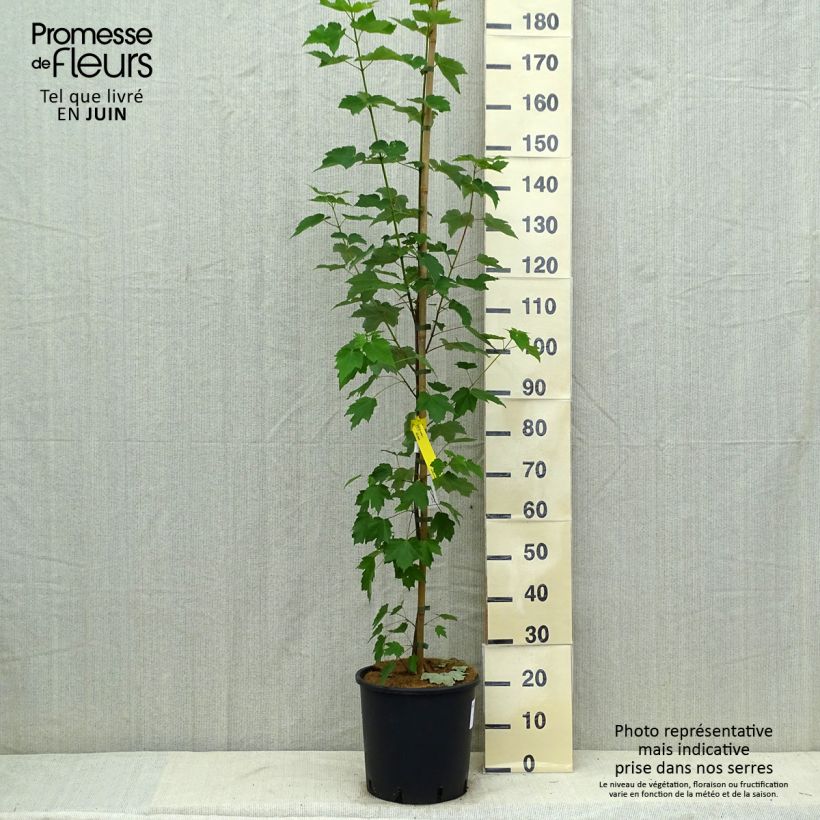 Exemplaar van Acer rubrum Fairview Flame - Rode esdoorn Pot van 12 l/15 l zoals geleverd in de zomer