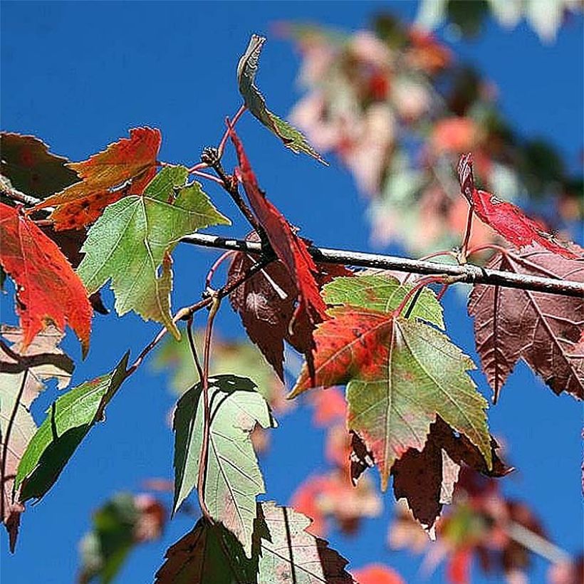 Acer rubrum Red Sunset - Rode esdoorn (Blad)