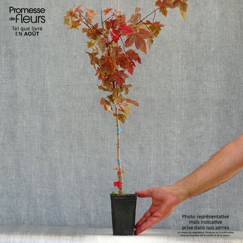 Exemplaar van Acer rubrum Redpointe - Rode esdoorn Pot van 1 l/1,5 l zoals geleverd in de zomer